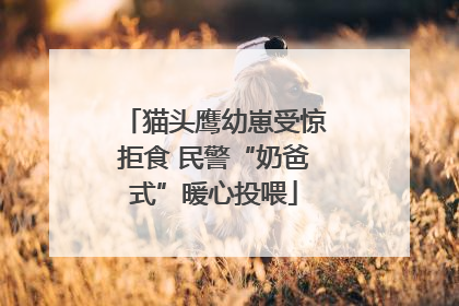 猫头鹰幼崽受惊拒食 民警“奶爸式”暖心投喂