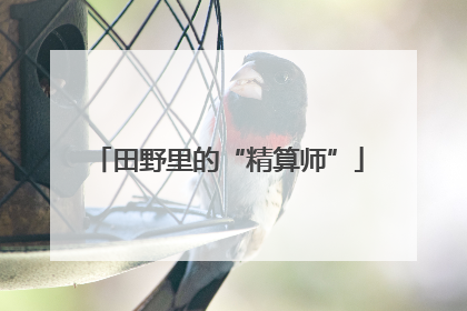 田野里的“精算师”