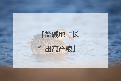 盐碱地“长”出高产粮