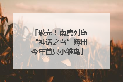 破壳！南麂列岛“神话之鸟”孵出今年首只小雏鸟
