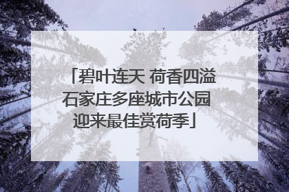 碧叶连天 荷香四溢 石家庄多座城市公园迎来最佳赏荷季