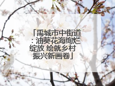 禹城市中街道：油葵花海绚烂绽放 绘就乡村振兴新画卷