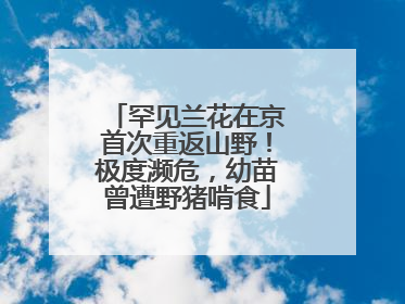 罕见兰花在京首次重返山野！极度濒危，幼苗曾遭野猪啃食