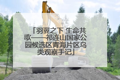 羽翼之下 生命共歌——祁连山国家公园候选区青海片区鸟类观察手记