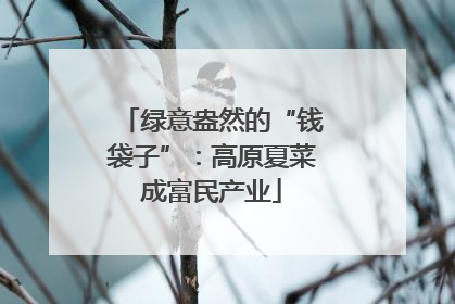 绿意盎然的“钱袋子”：高原夏菜成富民产业