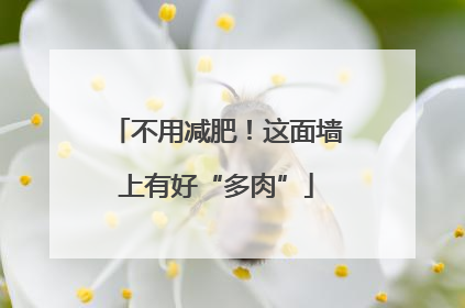 不用减肥！这面墙上有好“多肉”