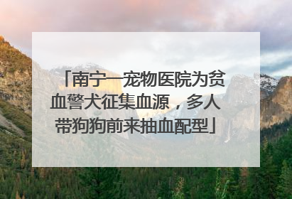 南宁一宠物医院为贫血警犬征集血源，多人带狗狗前来抽血配型