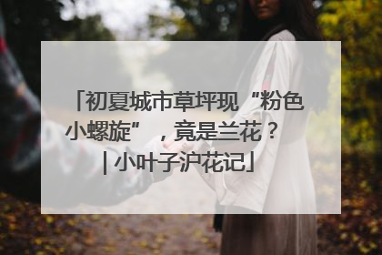 初夏城市草坪现“粉色小螺旋”，竟是兰花？ | 小叶子沪花记