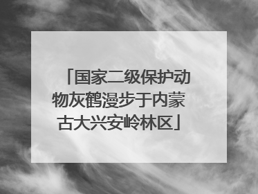 国家二级保护动物灰鹤漫步于内蒙古大兴安岭林区