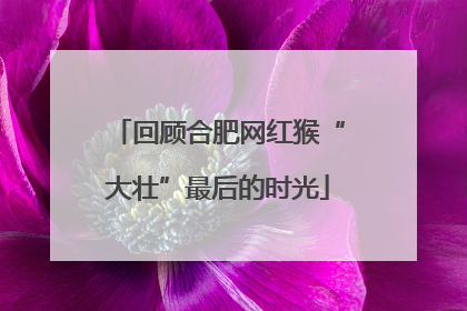 回顾合肥网红猴“大壮”最后的时光