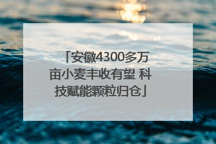 安徽4300多万亩小麦丰收有望 科技赋能颗粒归仓