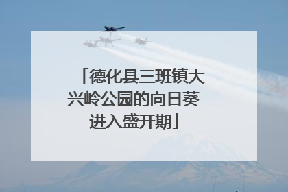 德化县三班镇大兴岭公园的向日葵进入盛开期