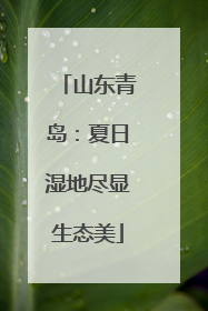 山东青岛：夏日湿地尽显生态美