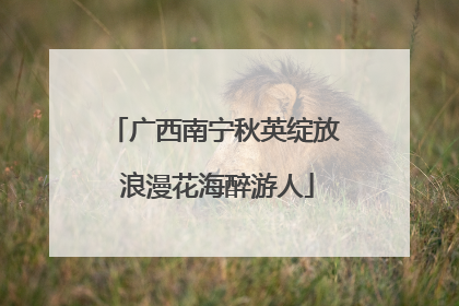 广西南宁秋英绽放 浪漫花海醉游人