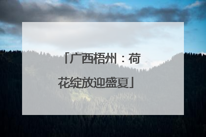 广西梧州：荷花绽放迎盛夏