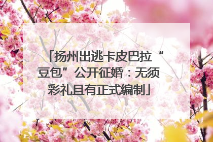 扬州出逃卡皮巴拉“豆包”公开征婚：无须彩礼且有正式编制