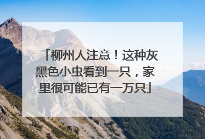 柳州人注意！这种灰黑色小虫看到一只，家里很可能已有一万只