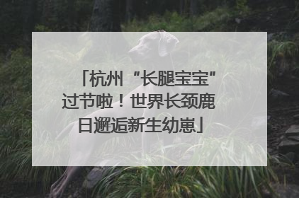杭州“长腿宝宝”过节啦！世界长颈鹿日邂逅新生幼崽