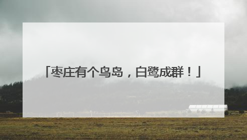 枣庄有个鸟岛，白鹭成群！