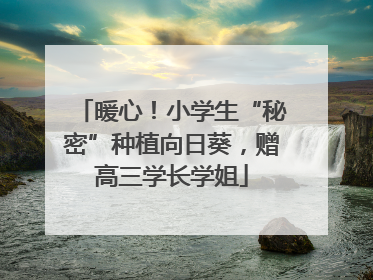 暖心！小学生“秘密”种植向日葵，赠高三学长学姐