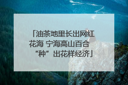 油茶地里长出网红花海 宁海高山百合“种”出花样经济