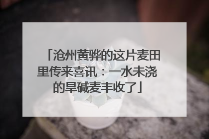 沧州黄骅的这片麦田里传来喜讯：一水未浇的旱碱麦丰收了