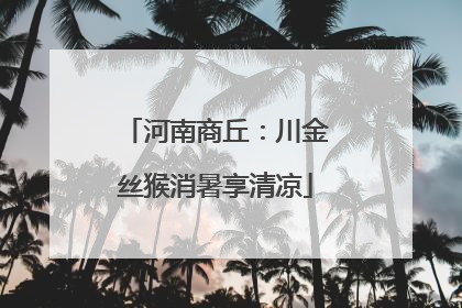 河南商丘：川金丝猴消暑享清凉