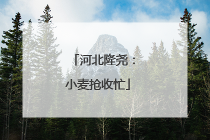 河北隆尧：小麦抢收忙