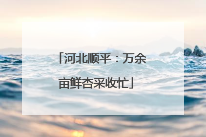 河北顺平：万余亩鲜杏采收忙