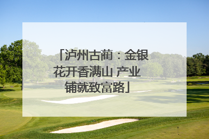 泸州古蔺：金银花开香满山 产业铺就致富路