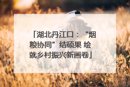 湖北丹江口：“烟粮协同”结硕果 绘就乡村振兴新画卷