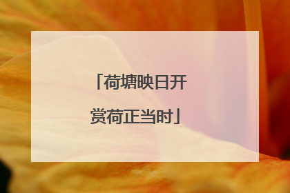 荷塘映日开 赏荷正当时