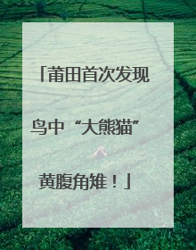 莆田首次发现鸟中“大熊猫”黄腹角雉！