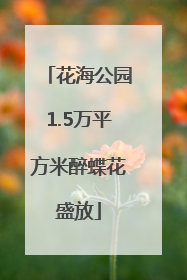 花海公园1.5万平方米醉蝶花盛放