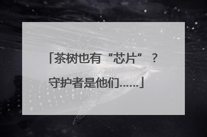 茶树也有“芯片”？守护者是他们……