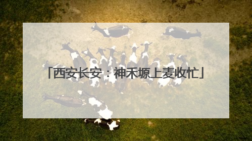 西安长安：神禾塬上麦收忙