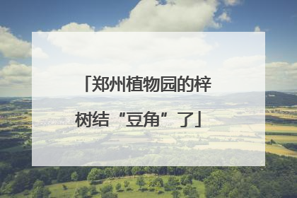 郑州植物园的梓树结“豆角”了