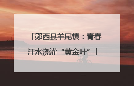 郧西县羊尾镇：青春汗水浇灌“黄金叶”
