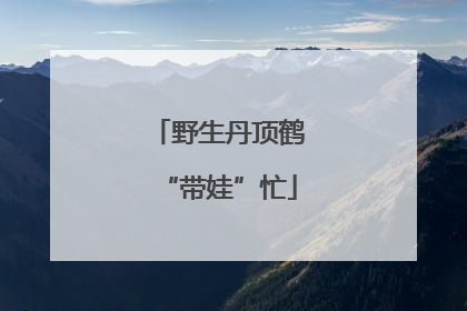 野生丹顶鹤“带娃”忙