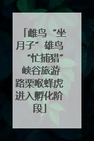 雌鸟“坐月子”雄鸟“忙捕猎” 峡谷旅游路栗喉蜂虎进入孵化阶段
