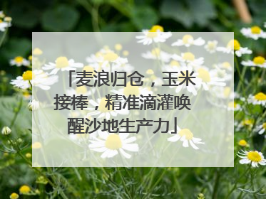 麦浪归仓，玉米接棒，精准滴灌唤醒沙地生产力
