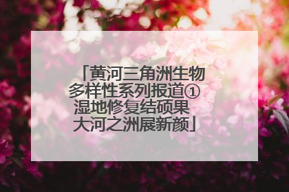 黄河三角洲生物多样性系列报道①湿地修复结硕果 大河之洲展新颜